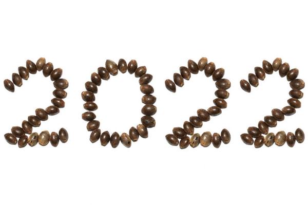 22 best marijuana strains 2022 new list