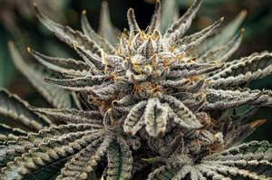 26 New Weed Strains for 2026