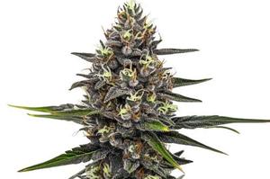 20 Best Weed Strains 2025 - Mold Resistant Strains
