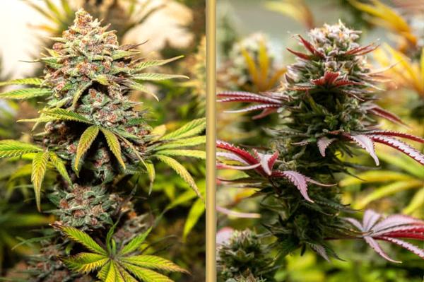 autoflowering vs photoperiod cannabis plants side by side