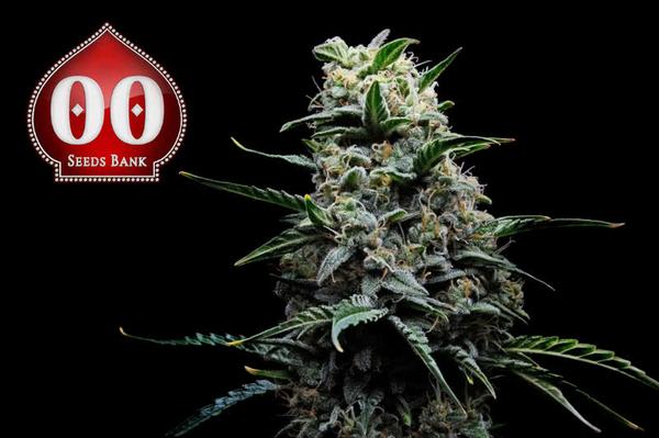 00 seeds logo alongside dense bud cannabis plant flowering