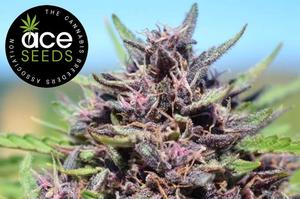 The Best Ace Seeds Genetics: Strain Guide