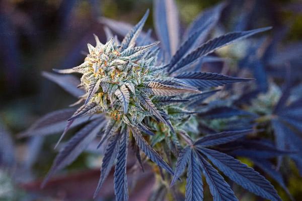 prime budding cannabis plant growing outdoors in california