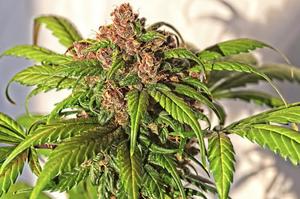 Top 15 Best Autoflowering Seeds 2026