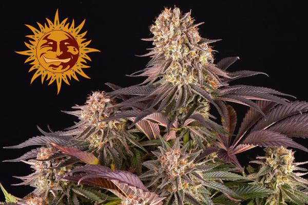 barneys farm logo next to purple cannabis plant, budding with abundant trichomes