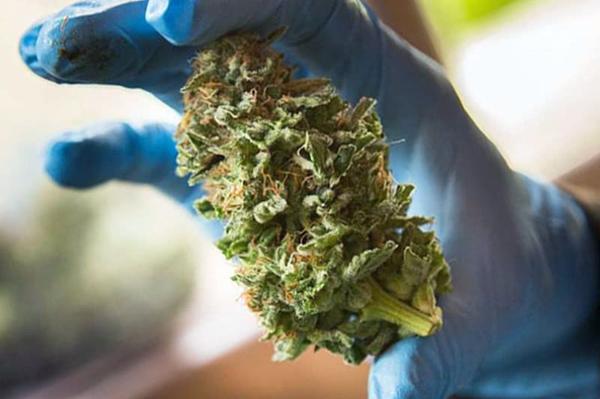 closeup of marijuana bud trimmed with a machine bud trimmer