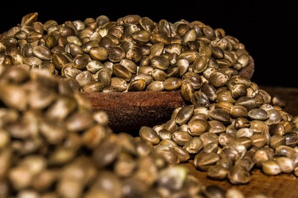 bulk pile of cannabis seeds