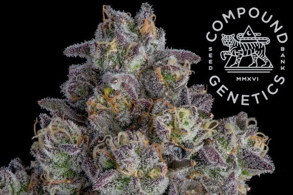 compound genetics logo aside colorful cannabis bud plant closeup