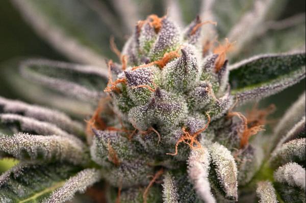 girl scout cookies strain cannabis plant, closeup of frosty bud