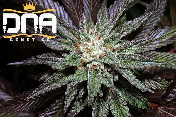 dna genetics logo next to colorful flowering cannabis plant bud