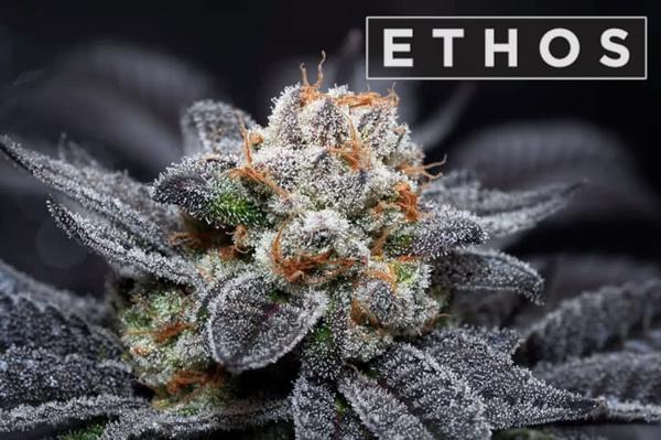 ethos genetics logo above purple indoor marijuana plant with gleaming resinous buds