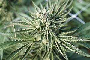 Top 15 Best Feminized Seeds 2026