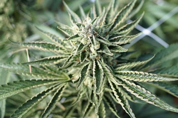 curled jagged leaf cannabis plant growing in trellis
