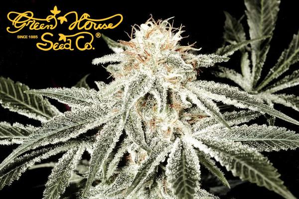 white widow trichome bud plant from green house seed co