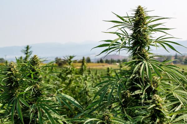 cannabis field, high cbd strains medical plants