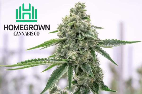 homegrown cannabis co logo behind indoor budding cannabis plant