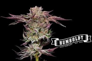 The Best Humboldt Seed Co. Seeds: Strain Guide