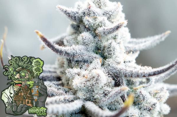 in house genetics logo aside cannabis bud, extremely frosted with trichomes