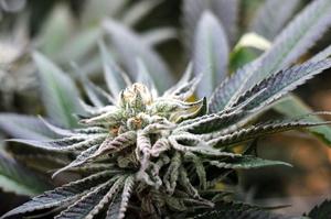 Top 25 Best Indica Strains 2026