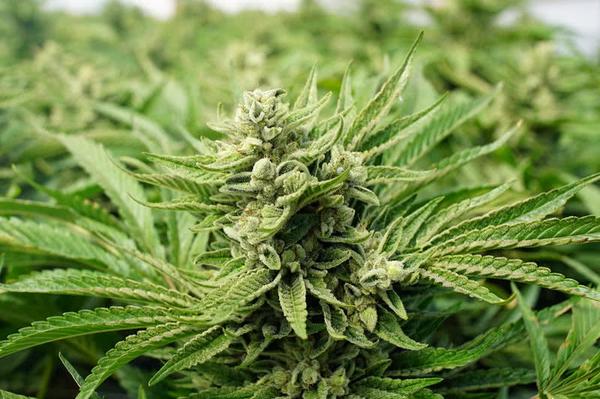 og kush cannabis strain plants budding in outdoor weed patch