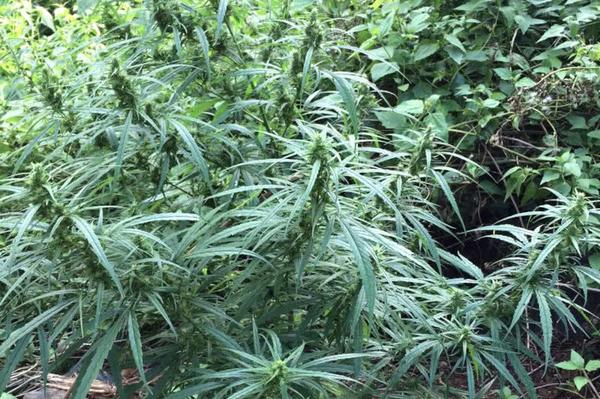 landrace cannabis strain plant growing in jungle, tropical sativa variety