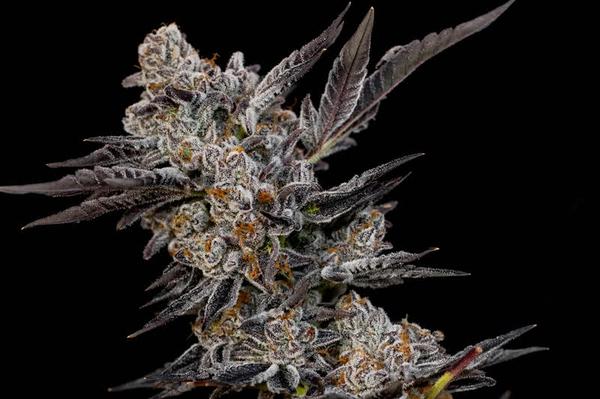 potent medical cannabis plant, fully mature buds with shining resin and trichomes