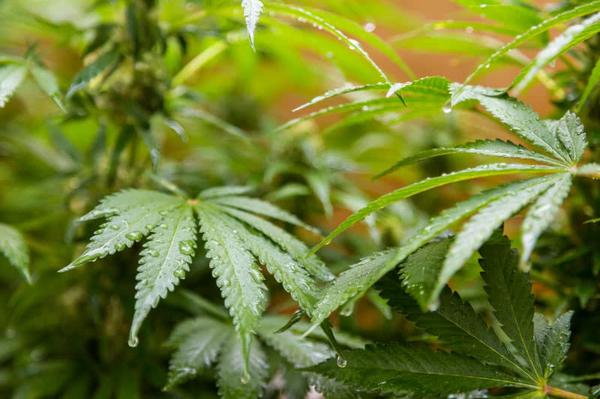 flowering cannabis plants soaked in rainwater