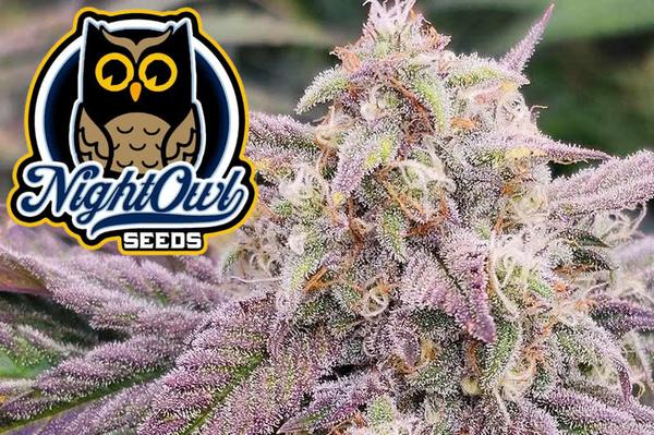 night owl seeds logo next to colorful marijuana plant flowering indoors