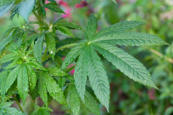 resilient cannabis leaf in rain showing no powdery midlew