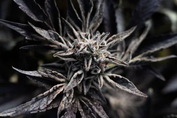 dark purple marijuana bud on flowering plant, frosted in trichomes