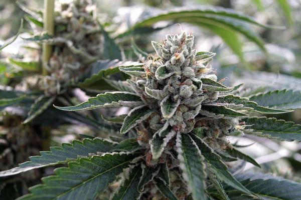 flowering cannabis plant growing outdoors, bud branch closeup