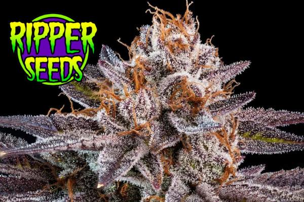 ripper seeds logo next to budding marijuana plant with large bracts caked in trichomes