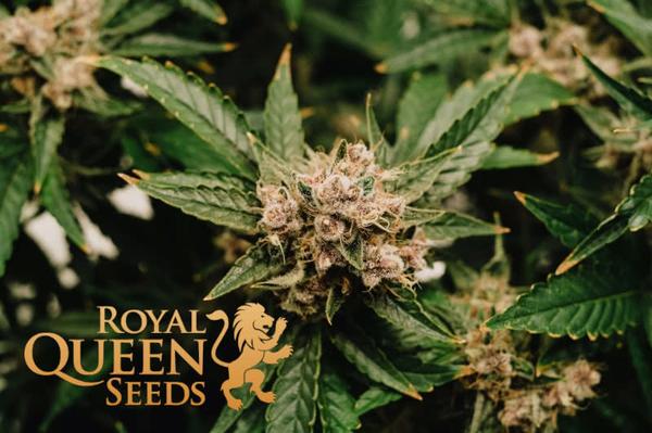 royal queen seeds logo aside budding indoor cannabis plant