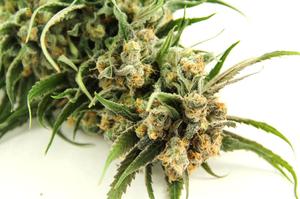 Top 25 Best Sativa Strains 2026