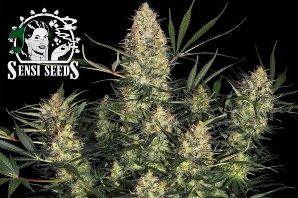 sensi seeds logo next to blooming cannabis plant with large colas and dense buds