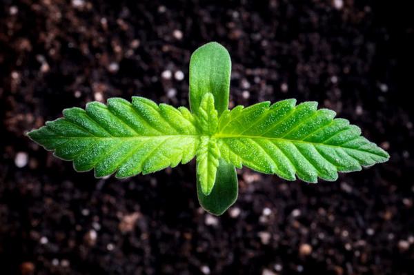 cannabis seedling closeup, vibrant green young leaves