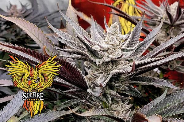 solfire gardens logo aside indoor marijuana plant, white bud trichomes