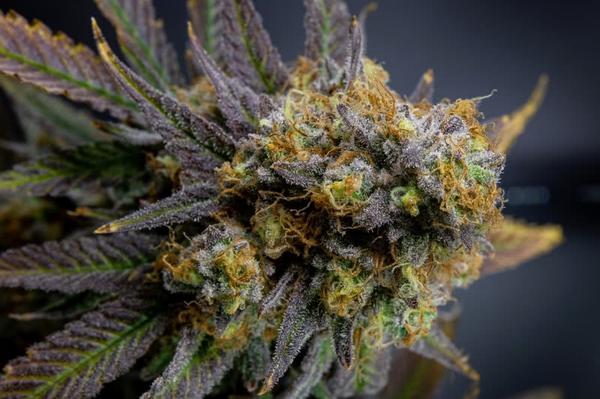 purple marijuana plant flowering bud closeup