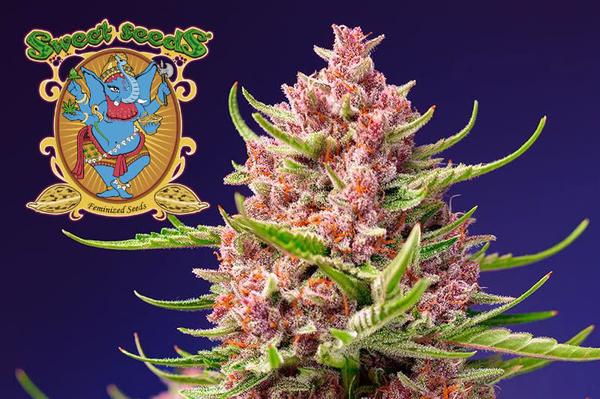 sweet seeds logo aside vibrant red cannabis plant bud