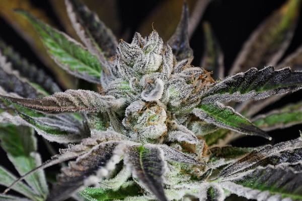 colorful purple marijuana plant with large bracts and shiny trichomes