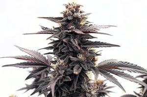 20 Best Weed Strains 2025 - Mold Resistant Strains