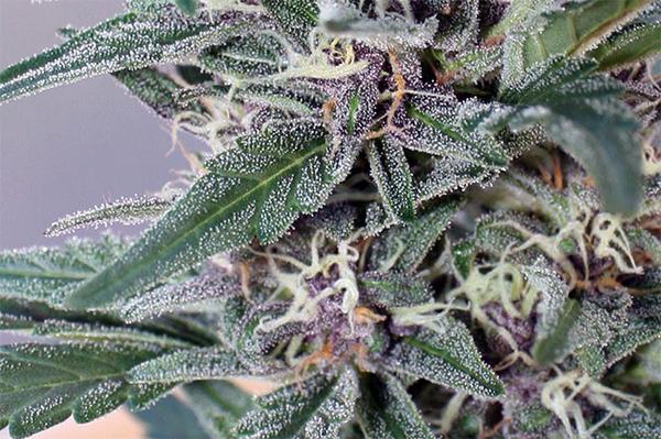 closeup of high-cbd cannabis plant buds