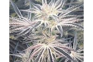 20 Best Weed Strains 2025 - Mold Resistant Strains