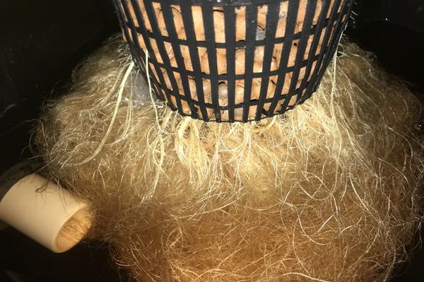 undercurrent hydroponic system cannabis grow diy build