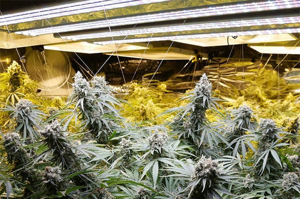 cannabis growing under led grow lights
