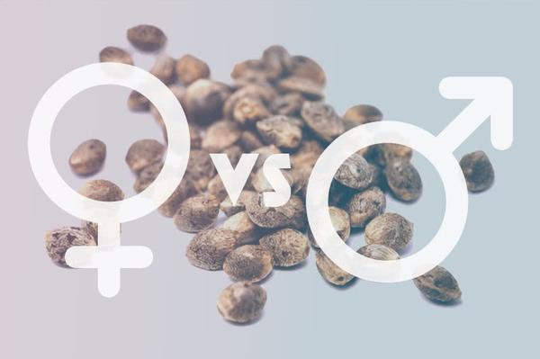 mars vs venus symbols over pile of cannabis seeds