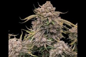 20 Best Weed Strains 2025 - Mold Resistant Strains