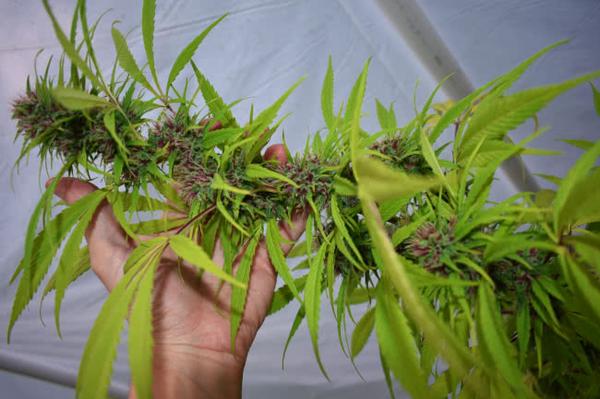 Go to Hawaii with $0, Work Trade on Farms and Grow Weed