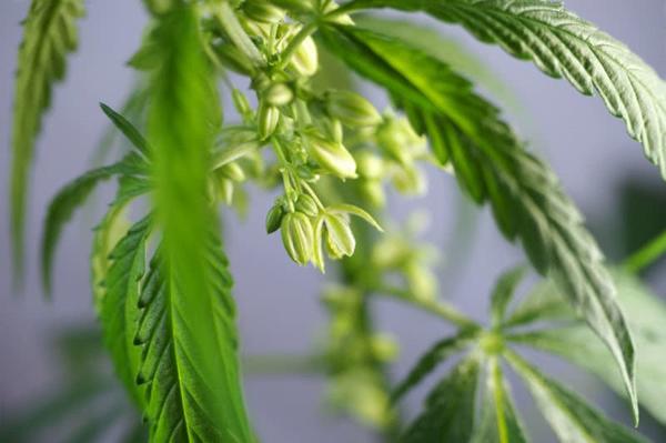 male cannabis plant with open pollen sacs