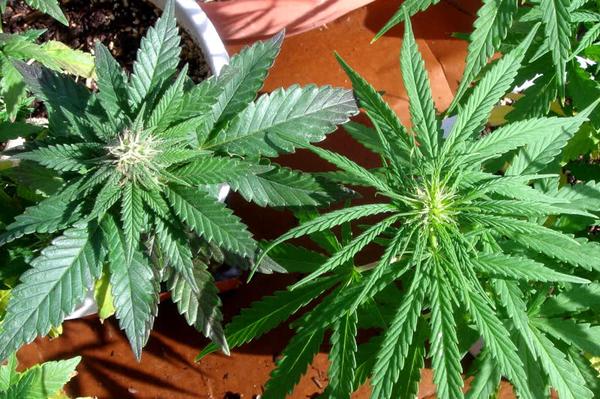 indica vs sativa cannabis plants growing side by side